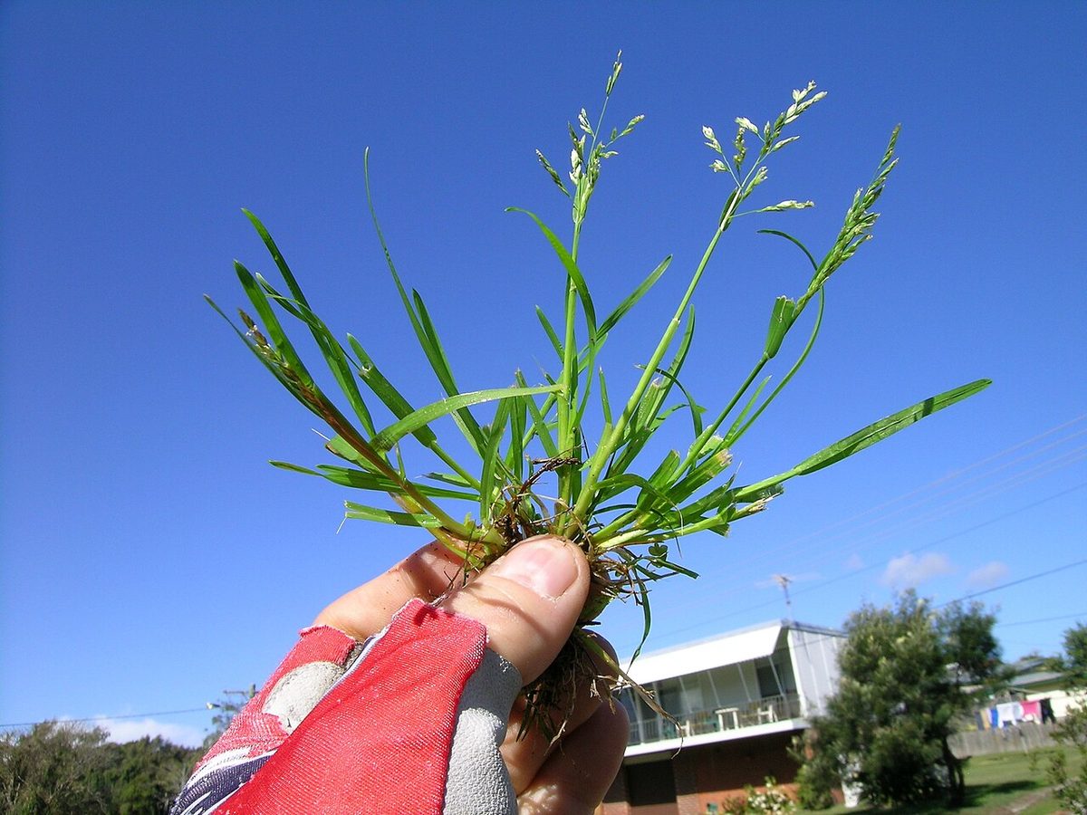 Ljusgrön vitgröeplanta med breda, mjuka blad som växer i en låg, bred tuva.